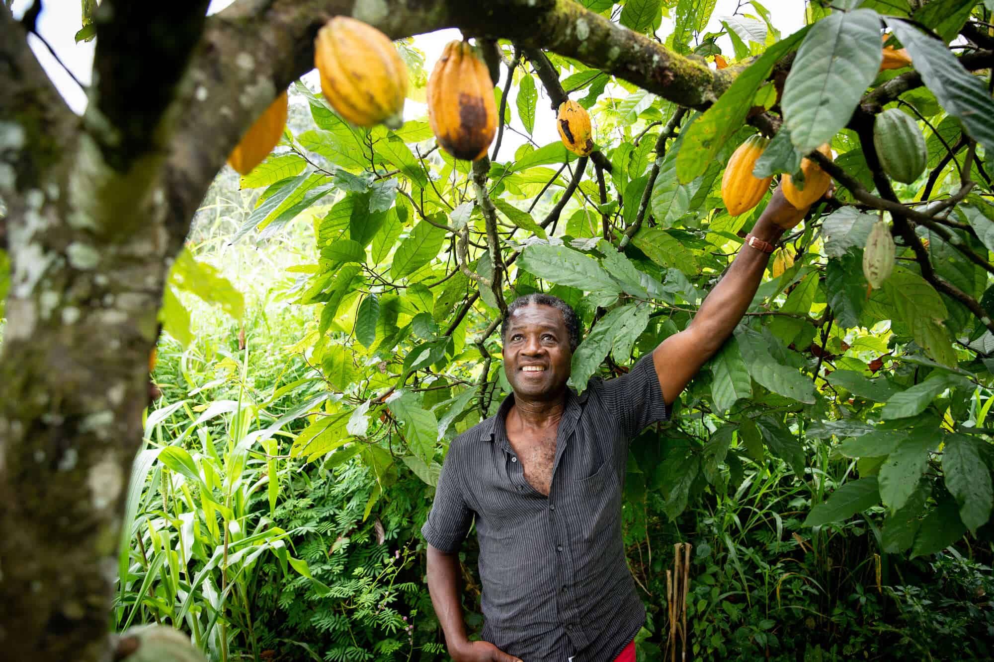 african farmer looks satisfied at his cocoa beans 2022 10 27 03 14 38 utc